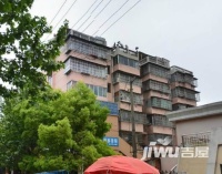 雨润香水百合实景图图片