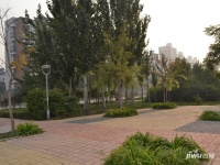 星河香榭园实景图图片
