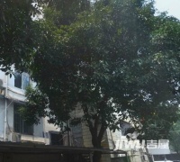 马銮路6号实景图图片