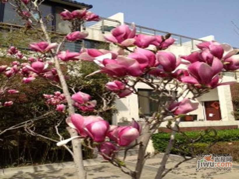 金隅山墅实景图图片