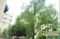 椿树园小区实景图图片