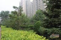 珠江罗马嘉园西区实景图图片