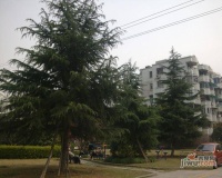 东兰兴城玉兰苑效果图