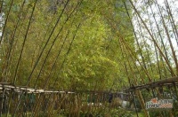 保利林语溪实景图图片