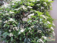 春申玫瑰苑实景图图片