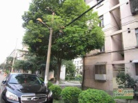 楼园实景图48