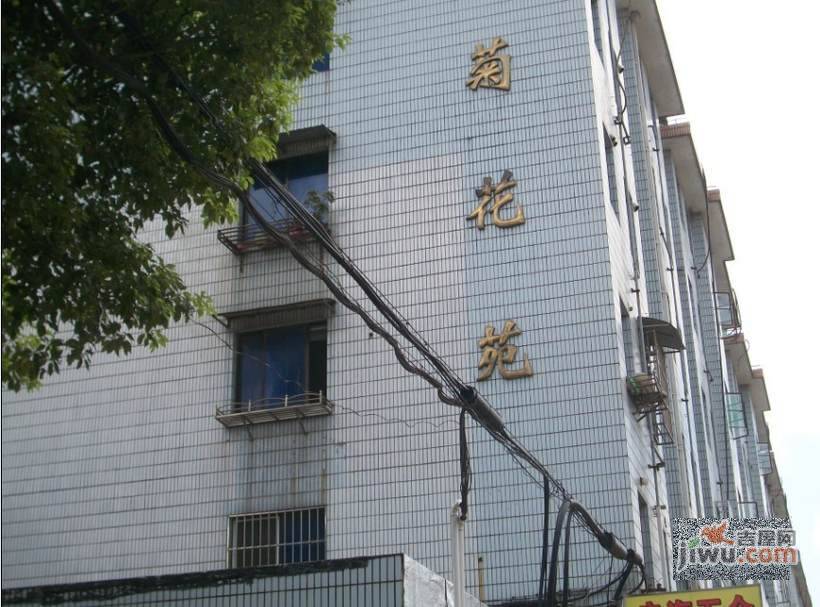 菊花苑实景图图片