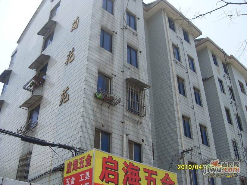 菊花苑实景图图片