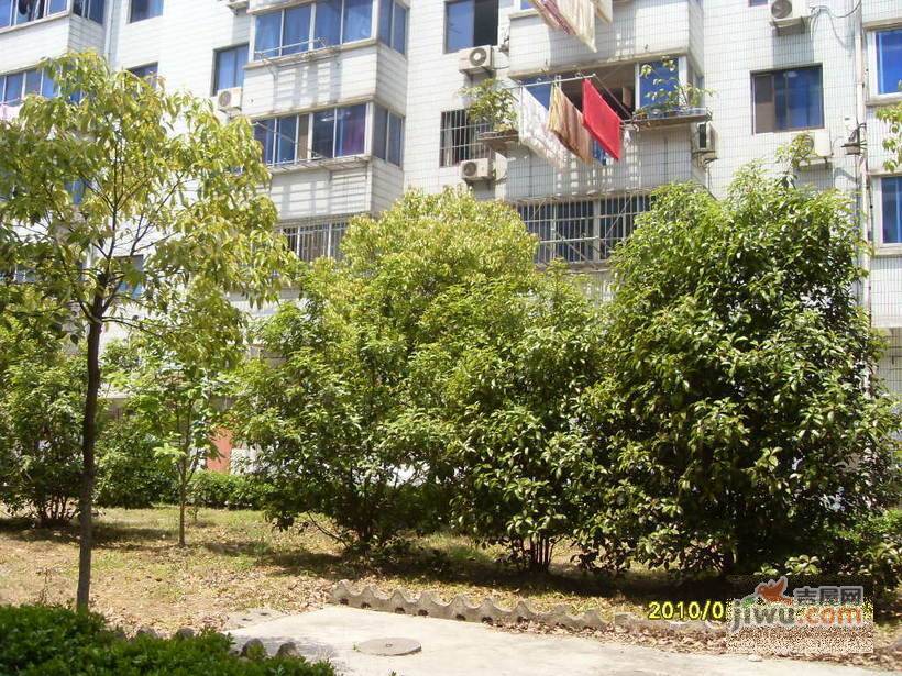 菊花苑实景图图片
