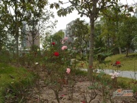 龙馨茗园实景图图片