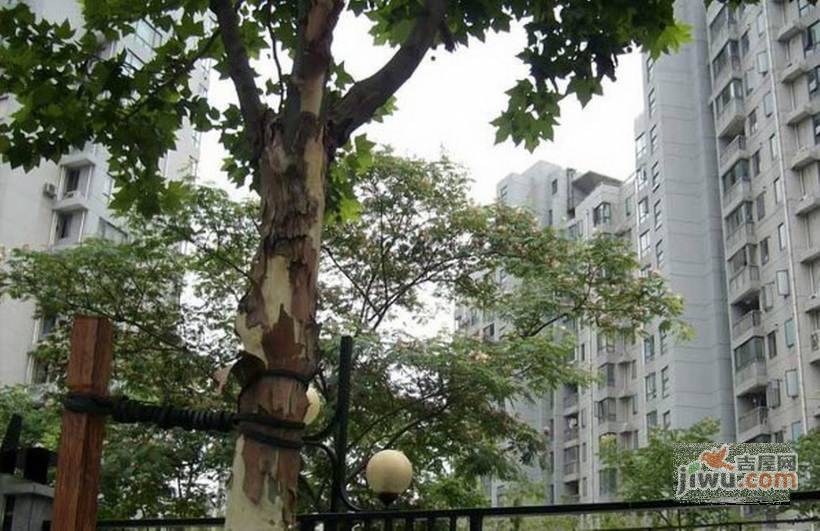 中星海上景庭实景图图片