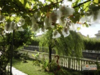 海上国际花园实景图65