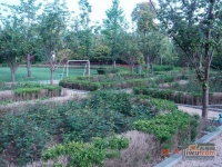 绿城玫瑰园实景图3