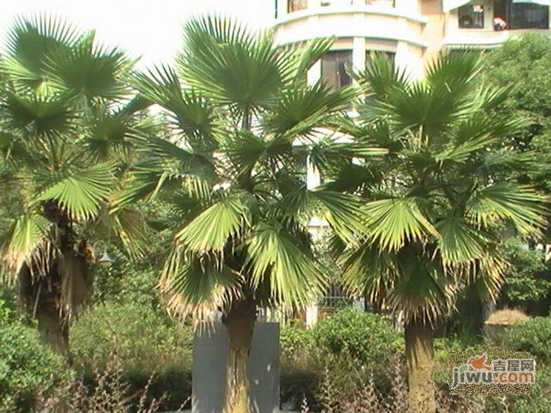 南华小区实景图图片