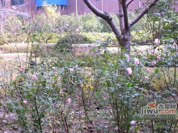 马赛花园实景图图片