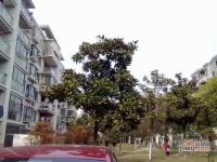 金都雅苑实景图4