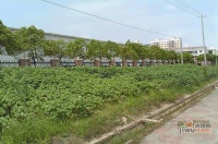 惠南小城实景图3