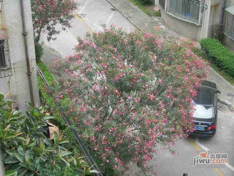 百花苑实景图图片