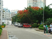 鹏湾花园一村实景图17