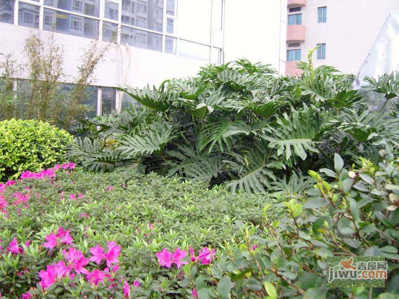 翡翠华庭实景图图片