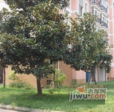 雅阁花园实景图图片