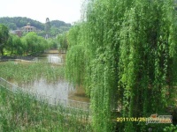 白竹水乡实景图图片