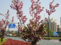 东田小城之春实景图图片