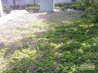 海景城花園實景圖25