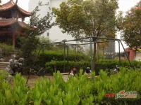 海景城花園實景圖25
