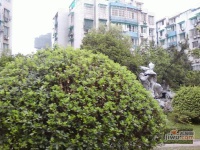 亚洲城花园实景图图片