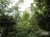 玉龙岛花园实景图图片
