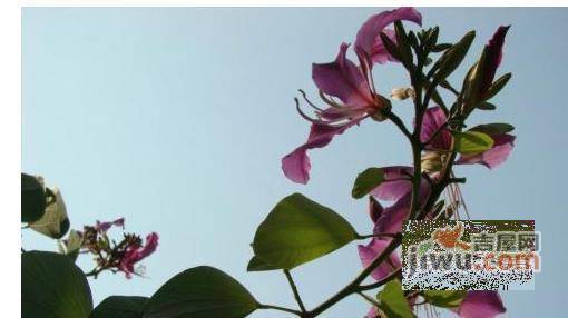 紫荆花园实景图图片