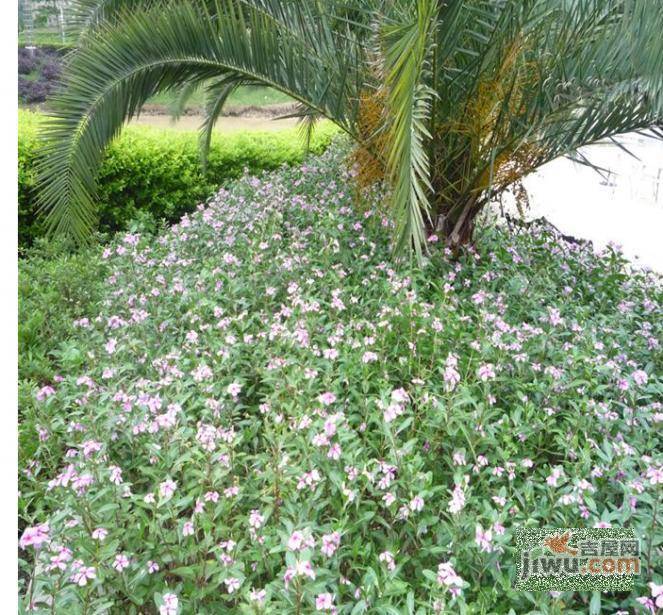 紫荆花园实景图图片