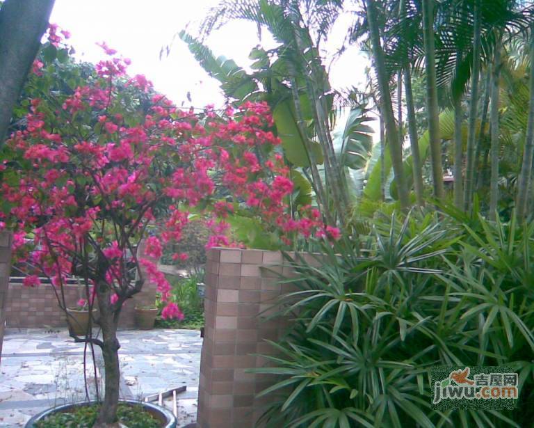 丽江花园棕榈滩实景图图片
