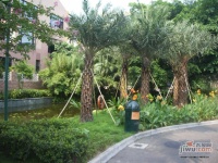 丽江花园棕榈滩实景图图片