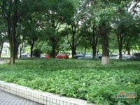 华南理工大学东住宅小区实景图图片