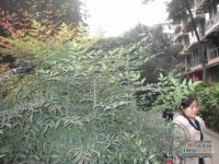 长顺苑南院效果图