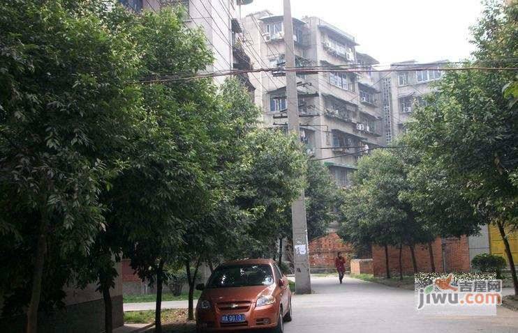 菊园实景图图片