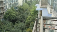 香樟林实景图图片