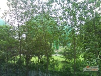 桂香庭园实景图图片