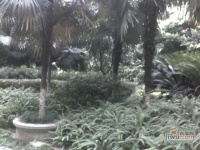 牡丹御园实景图图片