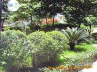 丽晶花园实景图图片