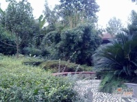 紫东梵谷实景图图片