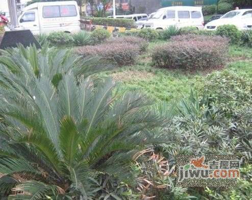 重啤花园实景图图片