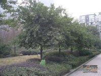 明华龙洲花园实景图图片