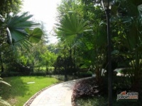 棕榈泉二期别墅实景图图片