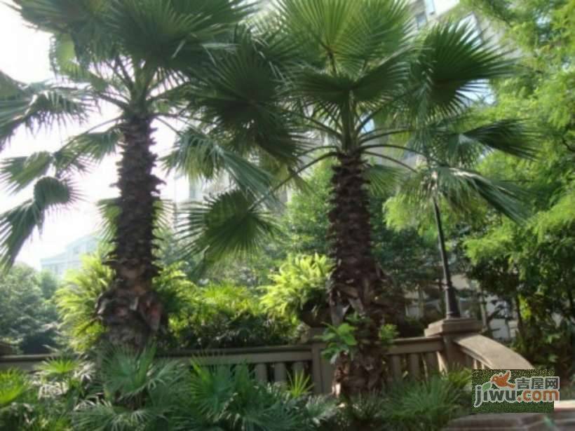 棕榈泉二期别墅实景图图片
