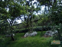 金科天籁城紫园实景图图片