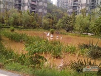 吉安园龙头寺小区实景图图片