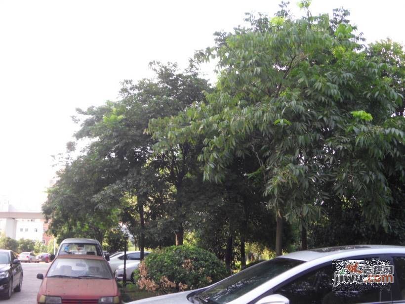 苹果都市实景图图片